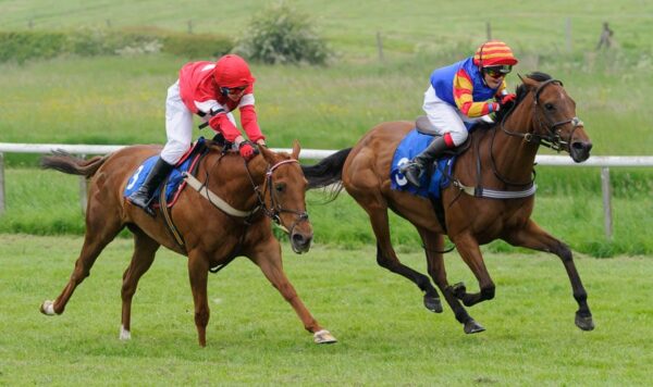 Calypso - Alfie Godfrey